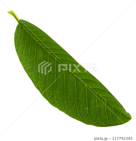 Green Guava leaf isolated over white background. 117742385