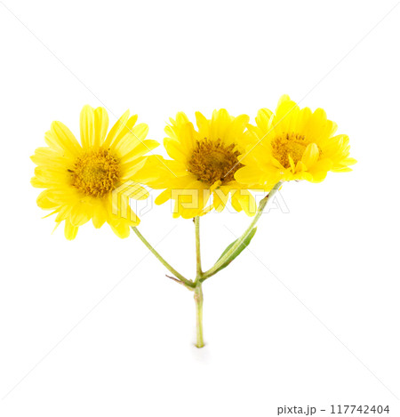 Yellow Chrysanthemum flowers isolated on white background Yellow Chrysanthemum flowers isolated on white background 117742404