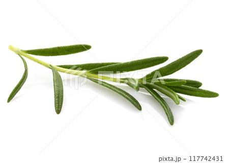 Rosemary leaf herbal is spices isolated on a white background. Rosemary leaf herbal is spices isolated on a white background. 117742431