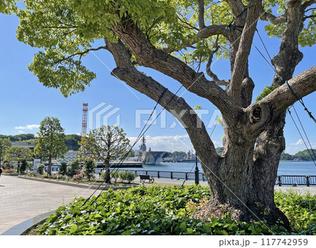 横須賀ヴェルニー公園　神奈川県横須賀市汐入町 117742959