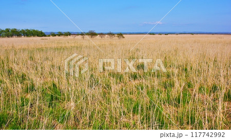 釧路湿原の風景 117742992