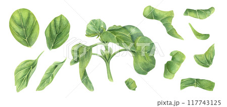 Fresh green basil twig and chopping oregano leaves hand drawn watercolor illustration. Garden delicious seasoning marjoram herbs. Green floral aromatic elements for recipes, menu, cookbook Fresh green basil twig and chopping oregano leaves hand drawn watercolor illustration. Garden delicious seasoning marjoram herbs. Green floral aromatic elements for recipes, menu, cookbook 117743125