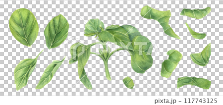 Fresh green basil twig and chopping oregano leaves hand drawn watercolor illustration. Garden delicious seasoning marjoram herbs. Green floral aromatic elements for recipes, menu, cookbook Fresh green basil twig and chopping oregano leaves hand drawn watercolor illustration. Garden delicious seasoning marjoram herbs. Green floral aromatic elements for recipes, menu, cookbook 117743125