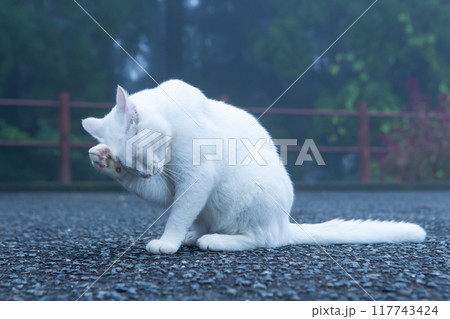 毛づくろいをする白猫 117743424