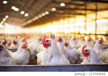 Inside the Coop Chicken Farm Serenity with Poultry Feeding in a Controlled Indoor Environment. created with Generative AI 117744026