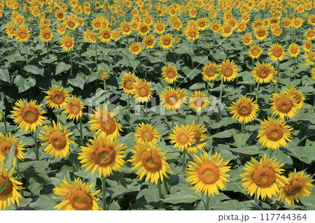 青空に向かって咲くひまわり　 117744364