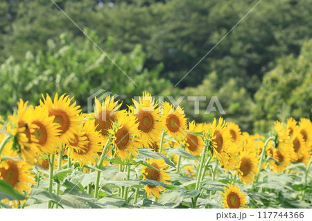 青空に向かって咲くひまわり　 117744366