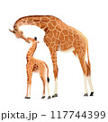 giraffe mother and child , watercolor painting 117744399