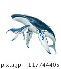 Bryde's whale mother and child , watercolor painting 117744405