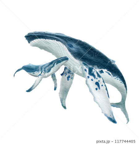 Bryde's whale mother and child , watercolor painting 117744405