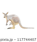 Red Kangaroo (Macropus rufus) mother and child , watercolor painting 117744407