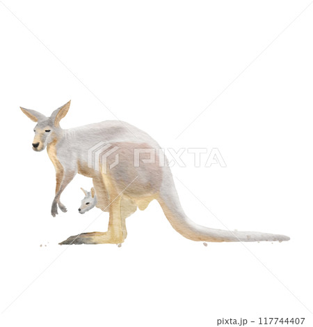 Red Kangaroo (Macropus rufus) mother and child , watercolor painting 117744407