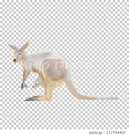 Red Kangaroo (Macropus rufus) mother and child , watercolor painting 117744407