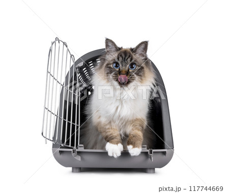 Birman cat on white background Birman cat on white background 117744669