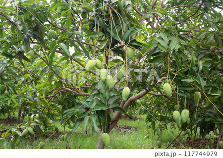 Green mango is not ripe on the trees in the orchard. 117744979
