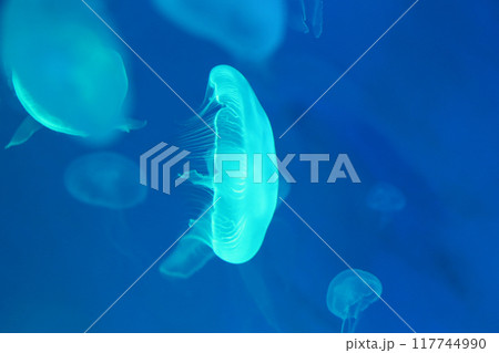 Small jellyfish or medusa of  bright blue color. 117744990