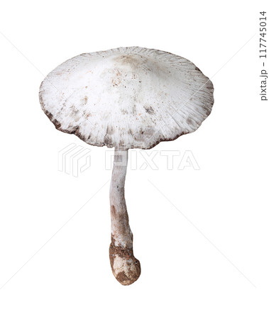 Poisonous mushrooms and have Isolate on white background. 117745014
