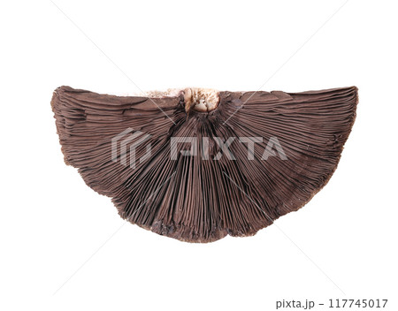 Mushroom underside of a toadstool and isolated. Mushroom underside of a toadstool and isolated. 117745017