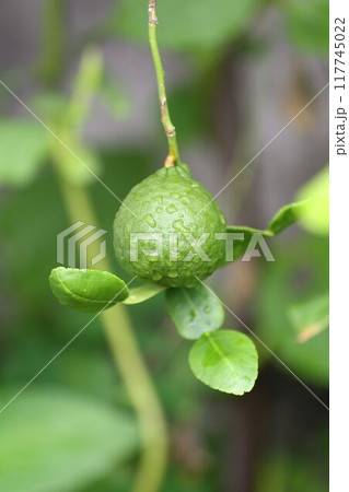 A green kaffir lime with water droplets. 117745022