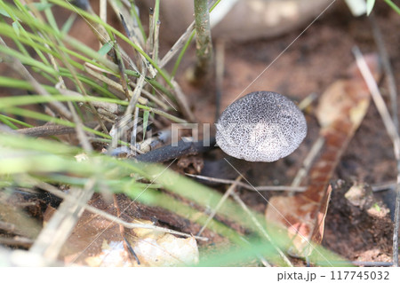 Poisonous mushrooms occur naturally in the wild. 117745032