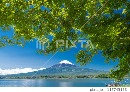 《山梨県》初夏の富士山・新緑の河口湖湖畔 《山梨県》初夏の富士山・新緑の河口湖湖畔 117745158