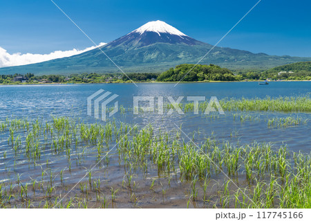 《山梨県》初夏の富士山・新緑の河口湖湖畔 117745166