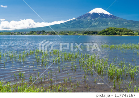 《山梨県》初夏の富士山・新緑の河口湖湖畔 117745167