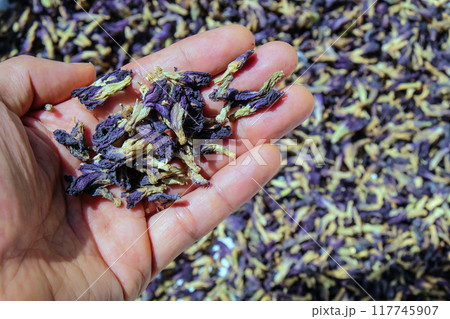 Dried Butterfly Pea Flowers 117745907