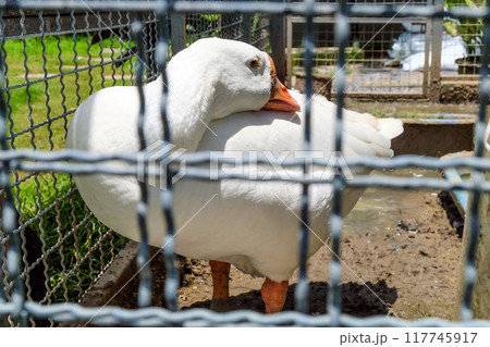 White goose in a cage on a farm.  117745917