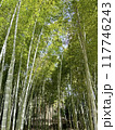竹林3 117746243