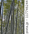 竹林2 117746244