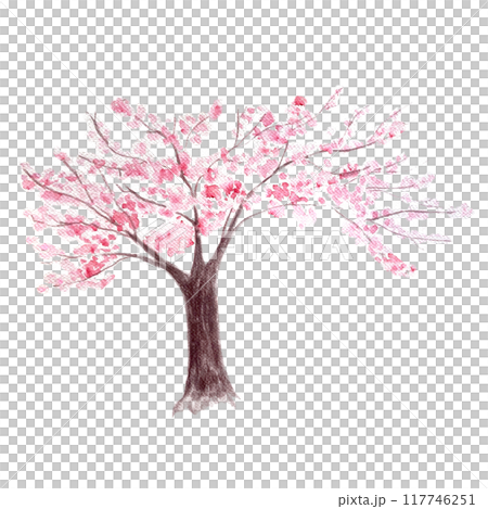 Pink sakura cherry blooming tree watercolor illustration isolated on white. Hand painted high quality seasonal nature design element. Great for cards, wedding design, beauty salons, travel ads 117746251