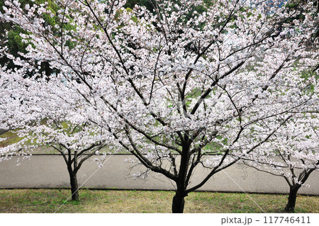 佐布里池の桜 117746411