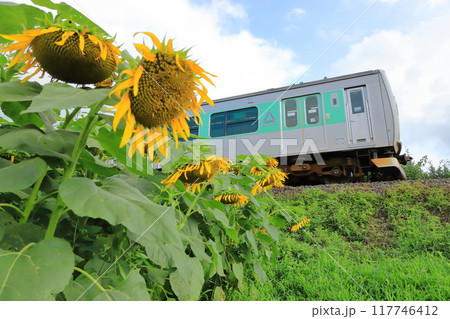 烏山線「夏の終わりの頃のひまわりとアキュム」 117746412