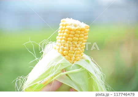 とうもろこし畑で収穫したばかりの生のとうもろこし とうもろこし畑で収穫したばかりの生のとうもろこし 117746479