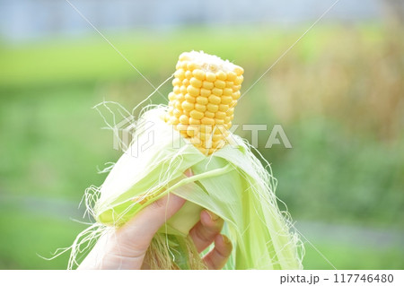 とうもろこし畑で収穫したばかりの生のとうもろこし 117746480