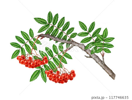Rowan tree branch with red berries, green leaf vintage style watercolor painted illustration. Hand drawn summer time organic natural rowanberry twig element on white background Rowan tree branch with red berries, green leaf vintage style watercolor painted illustration. Hand drawn summer time organic natural rowanberry twig element on white background 117746635