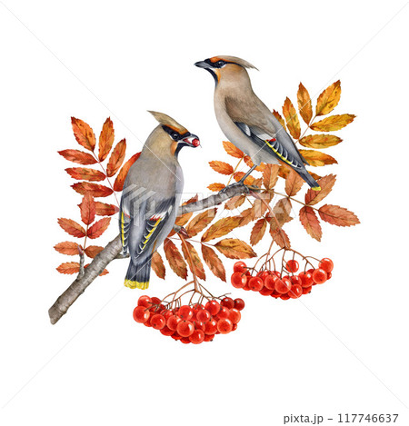 Waxwing birds on autumn season rowan tree branch with red berries. Vintage style forest birds watercolor illustration. Wildlife nature waxwing bird couple on rowan twig isolated on white background Waxwing birds on autumn season rowan tree branch with red berries. Vintage style forest birds watercolor illustration. Wildlife nature waxwing bird couple on rowan twig isolated on white background 117746637
