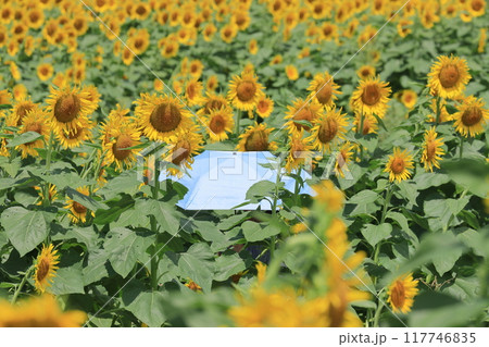 ひまわり畑と日傘 117746835