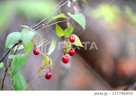 ツルリンドウの実 117746959