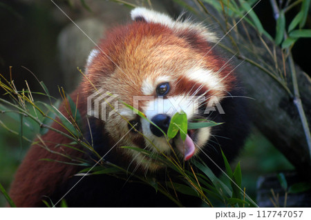 笹の葉を食べるレッサーパンダ① 笹の葉を食べるレッサーパンダ① 117747057