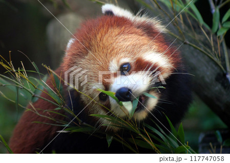 笹の葉を食べるレッサーパンダ② 笹の葉を食べるレッサーパンダ② 117747058