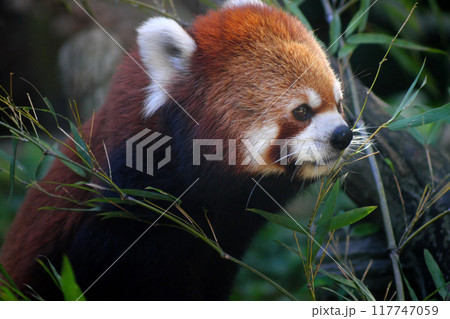 笹の葉を食べるレッサーパンダ③ 笹の葉を食べるレッサーパンダ③ 117747059