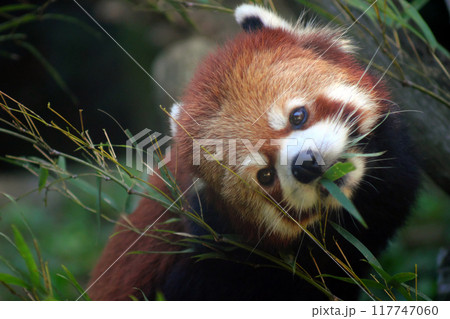 笹の葉を食べるレッサーパンダ④ 117747060