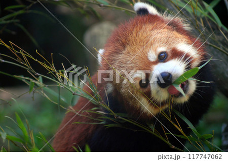 笹の葉を食べるレッサーパンダ⑥ 117747062