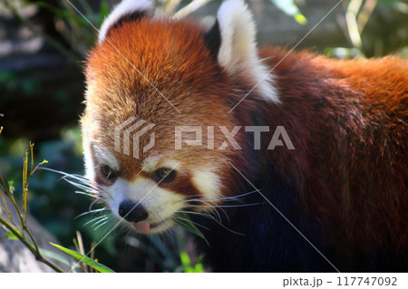 笹の葉を食べるレッサーパンダ⑪ 117747092