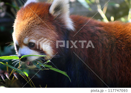 笹の葉を食べるレッサーパンダ⑫ 117747093