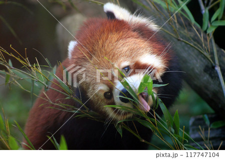 笹の葉を食べるレッサーパンダ⑰ 117747104