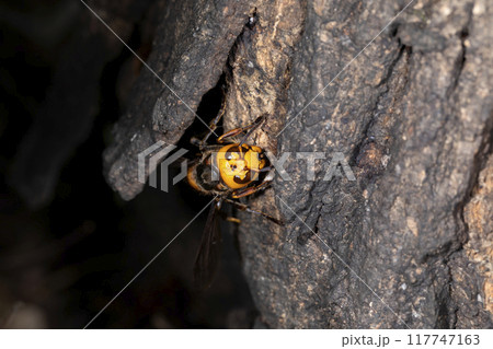 オオスズメバチ 117747163