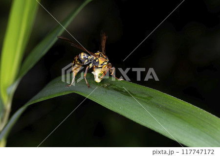 キアシナガバチ 117747172